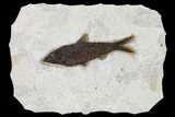 Detailed Fossil Fish (Knightia) - Wyoming #158589-1